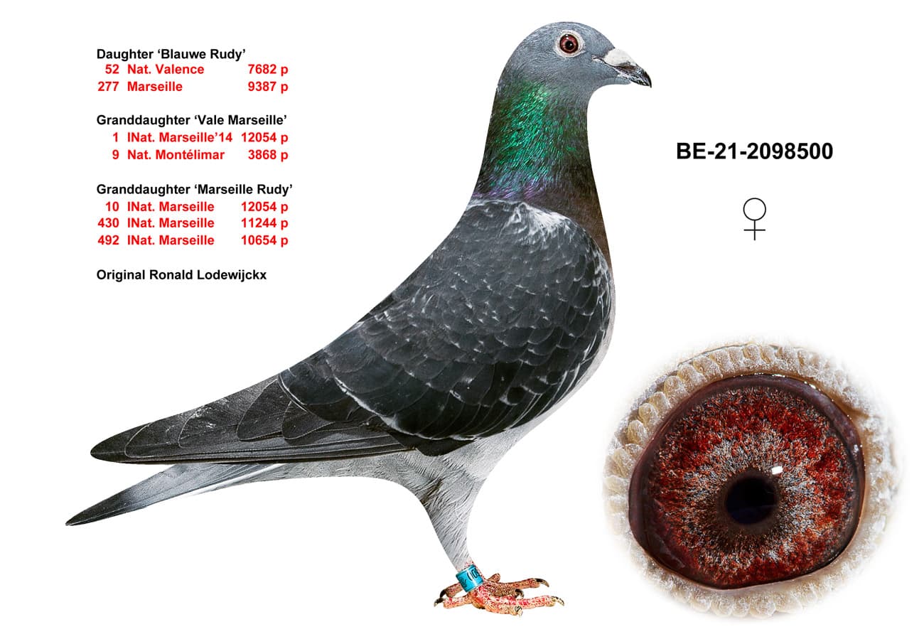 pigeon: undefined