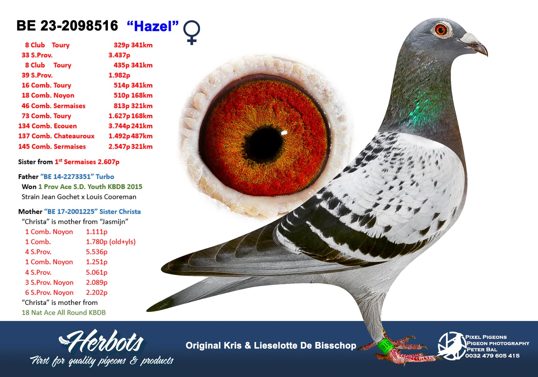 pigeon: undefined