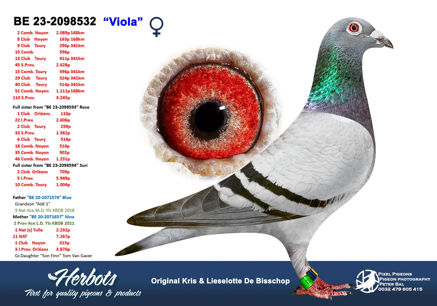 pigeon: undefined