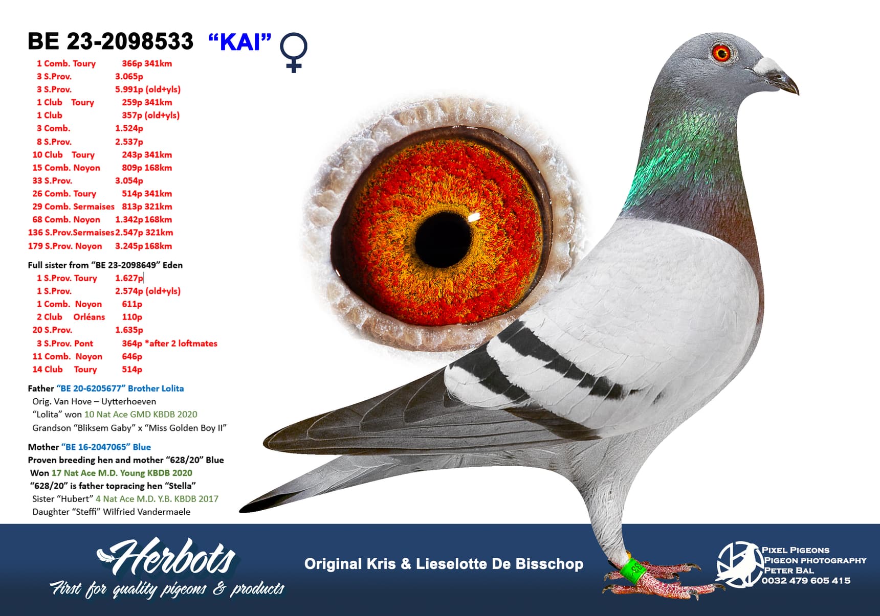 pigeon: undefined