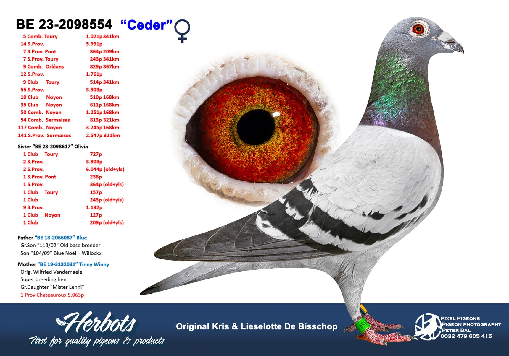 pigeon: undefined