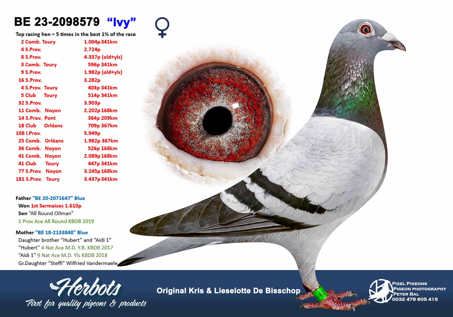 pigeon: undefined