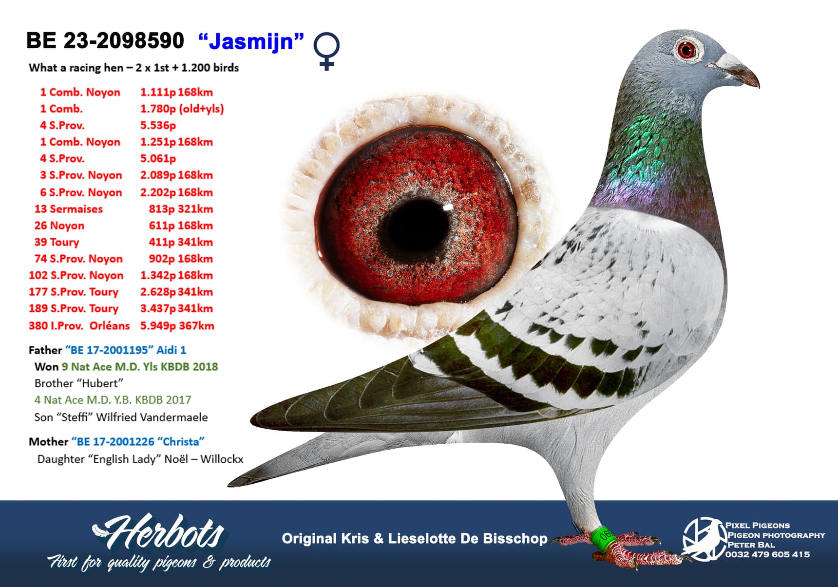 pigeon: undefined