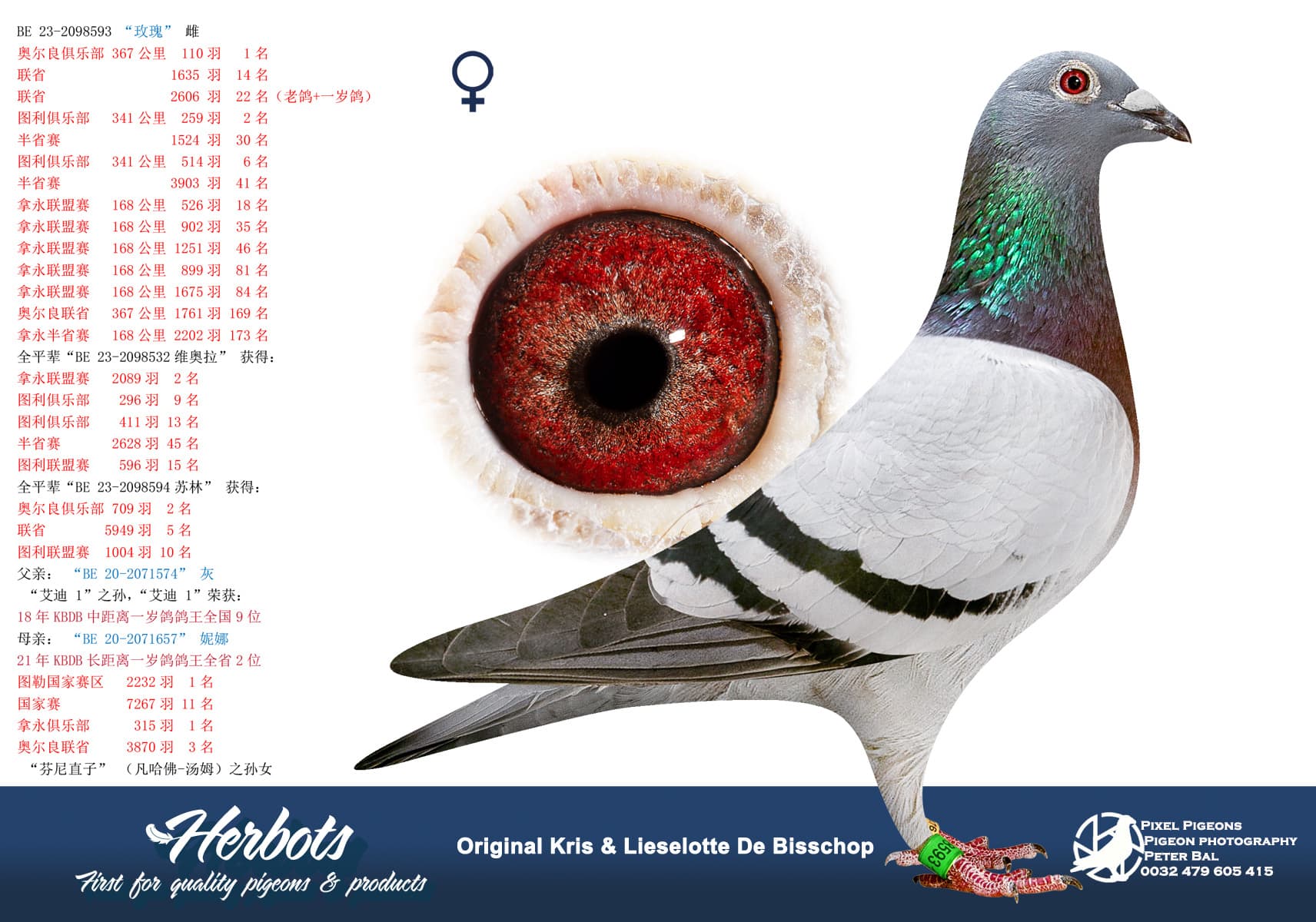 pigeon: “玫瑰”