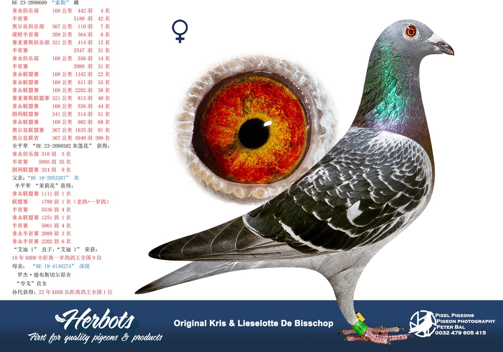 pigeon: “索勒”