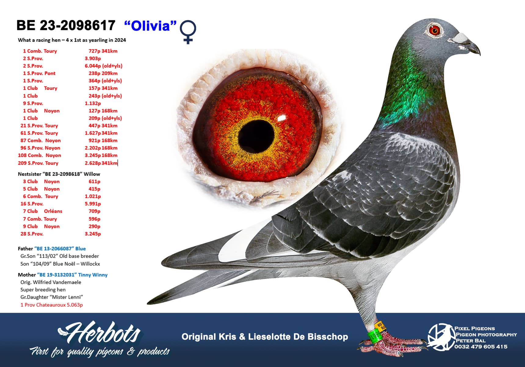 pigeon: undefined