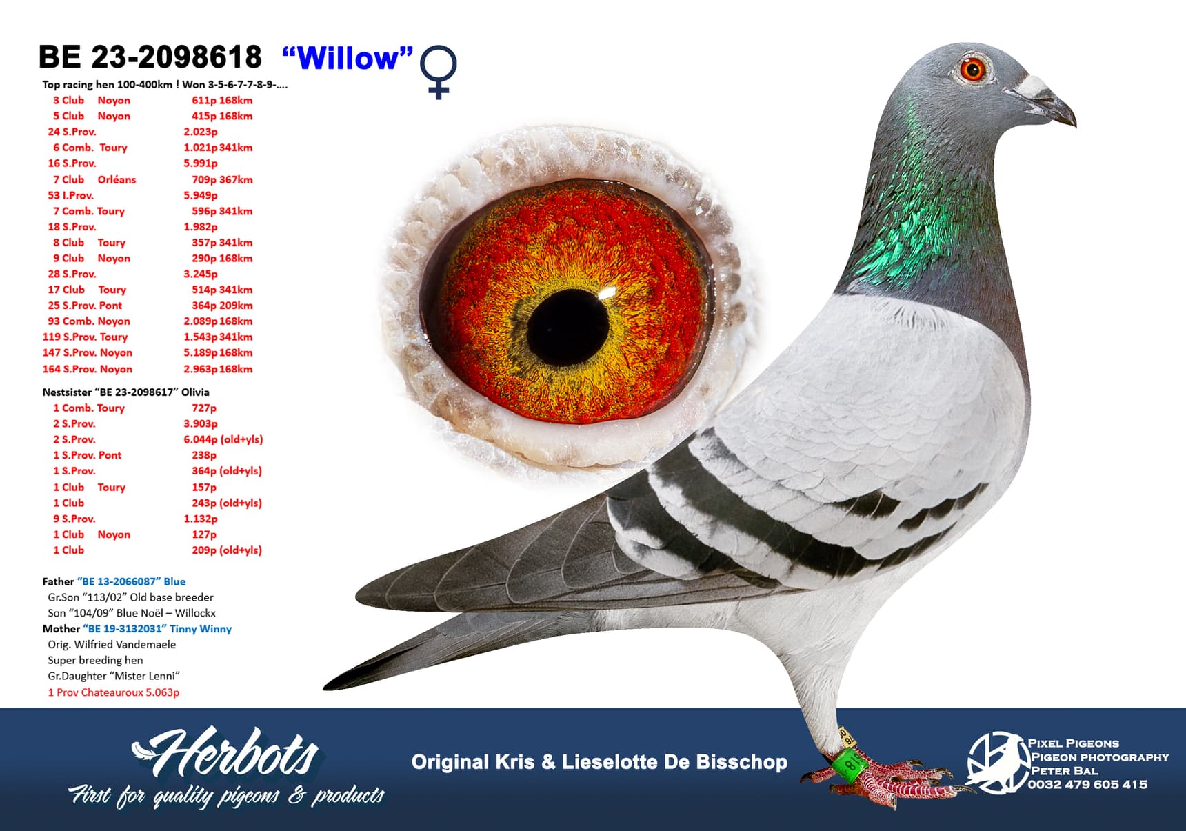 pigeon: undefined