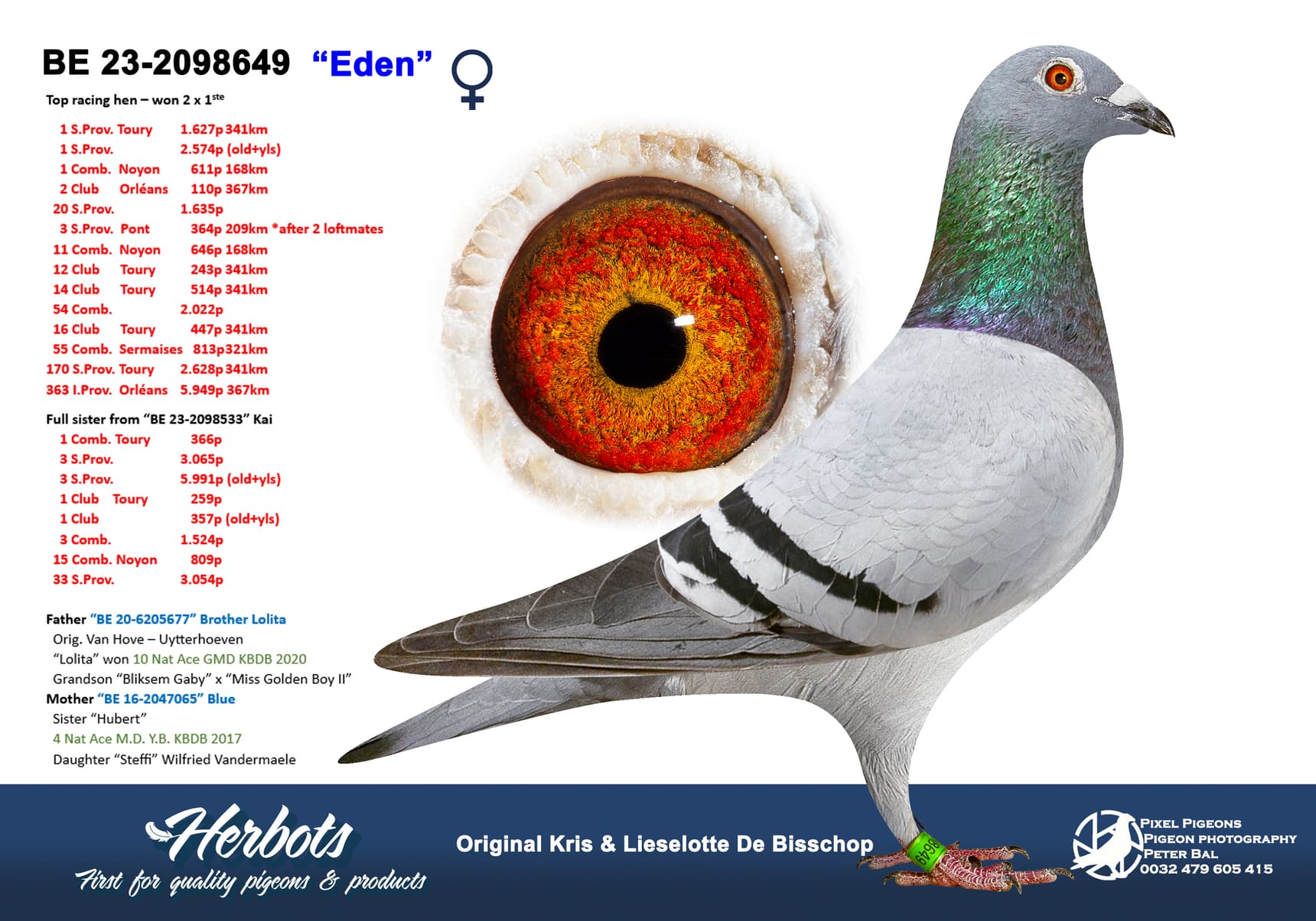 pigeon: undefined