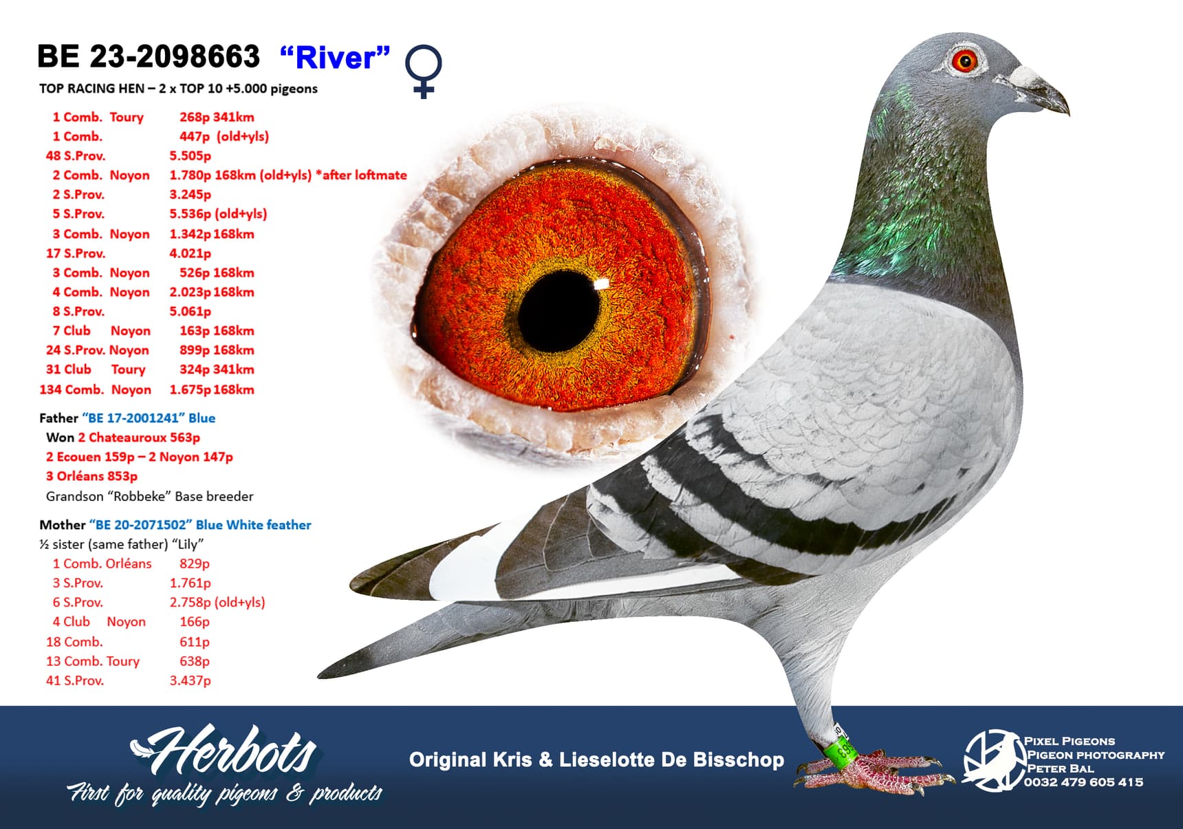 pigeon: undefined