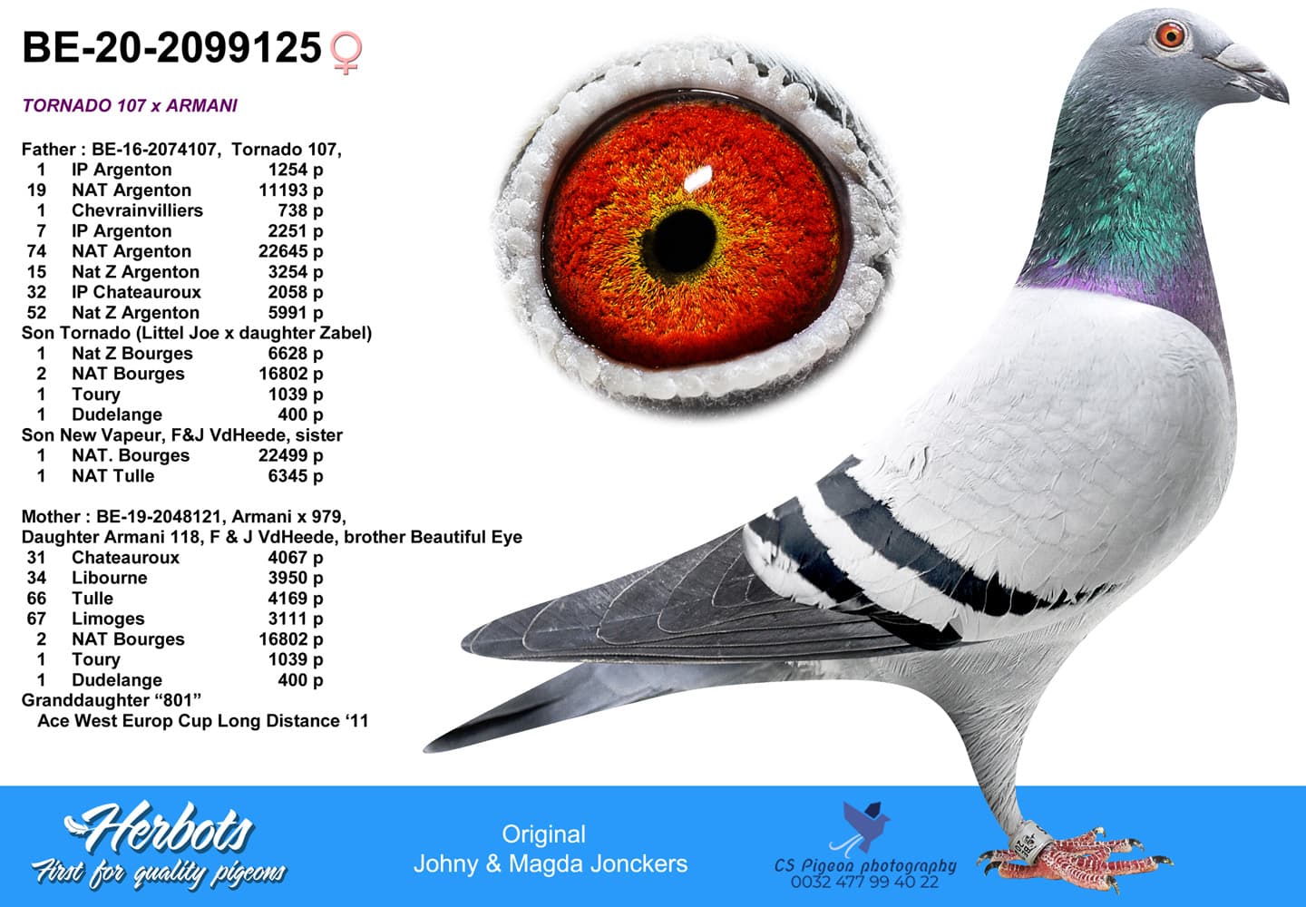 pigeon: undefined