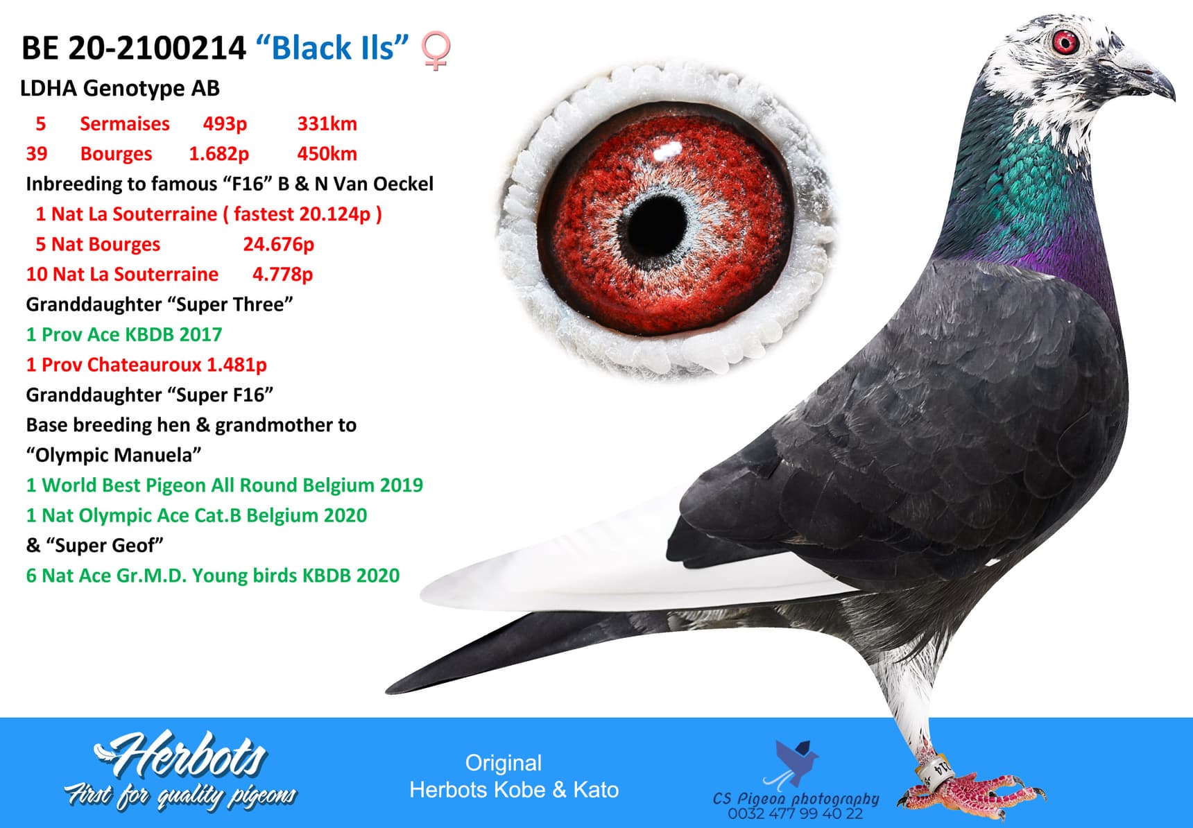 pigeon: undefined