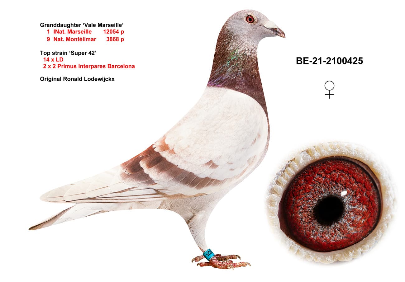 pigeon: undefined