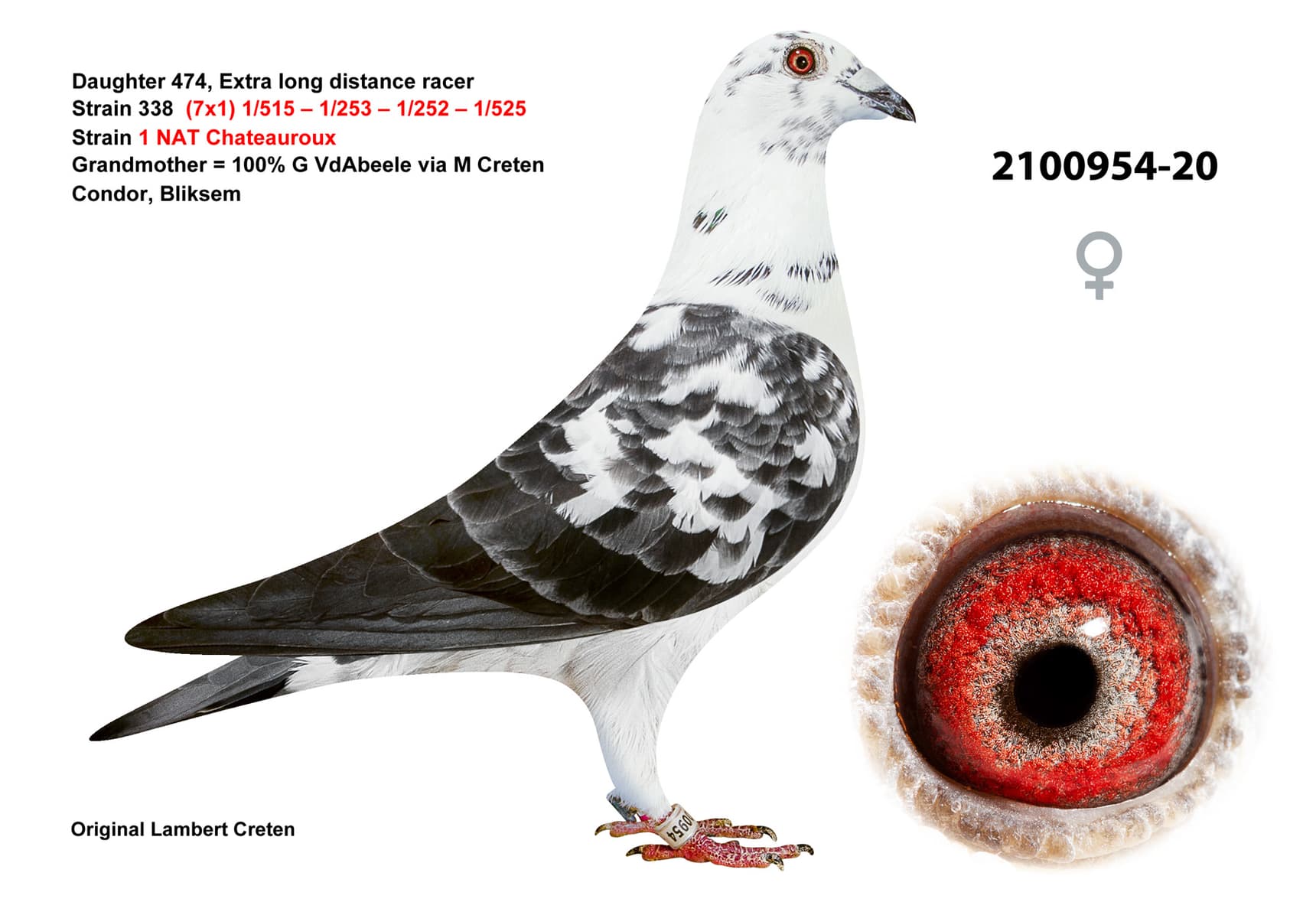 pigeon: undefined