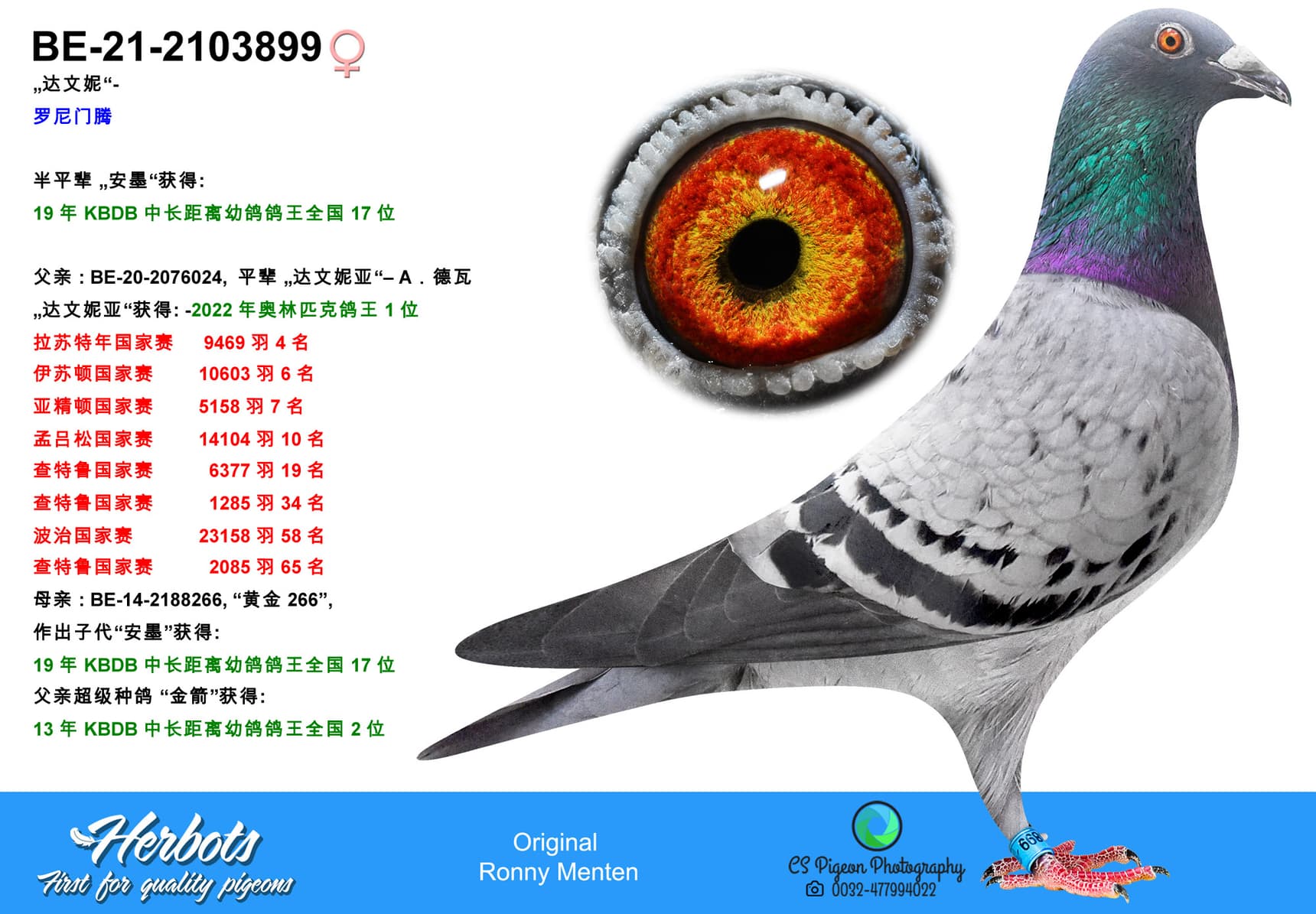 pigeon: undefined