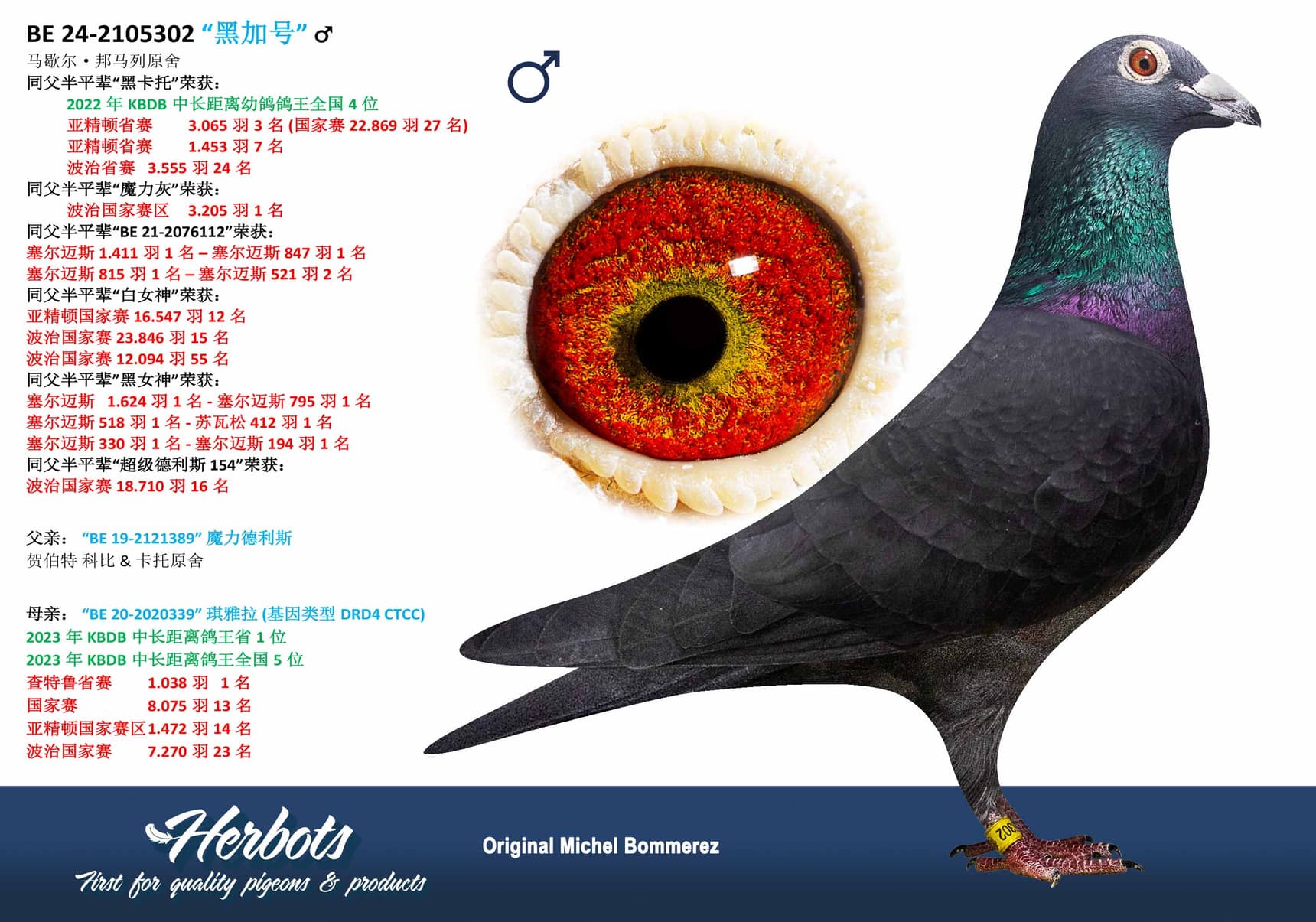 pigeon: undefined