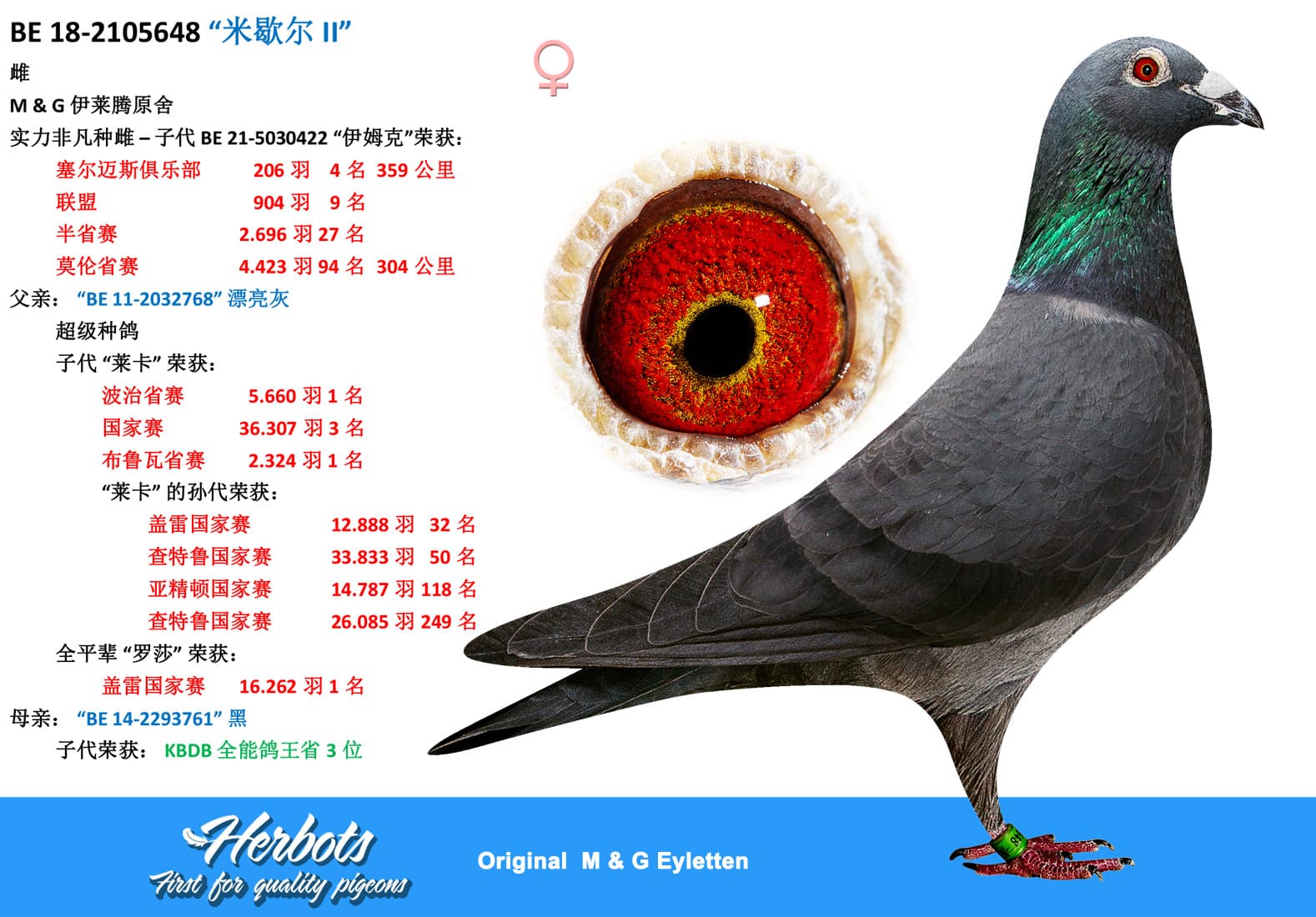 pigeon: “米歇尔 II”