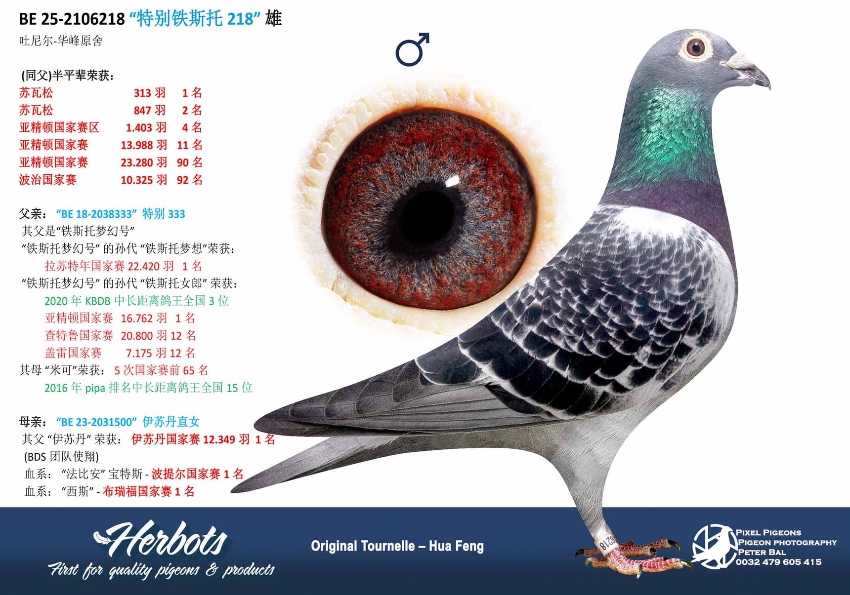 pigeon: undefined