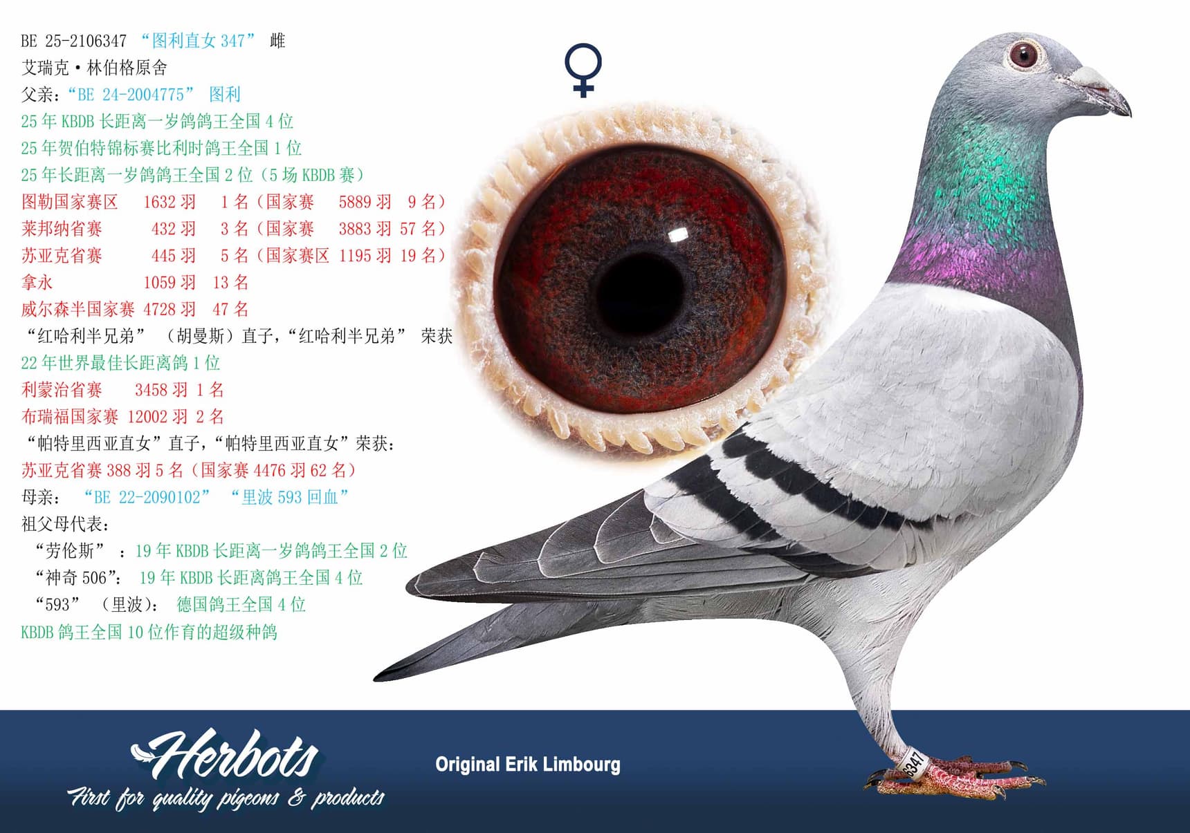 pigeon: undefined