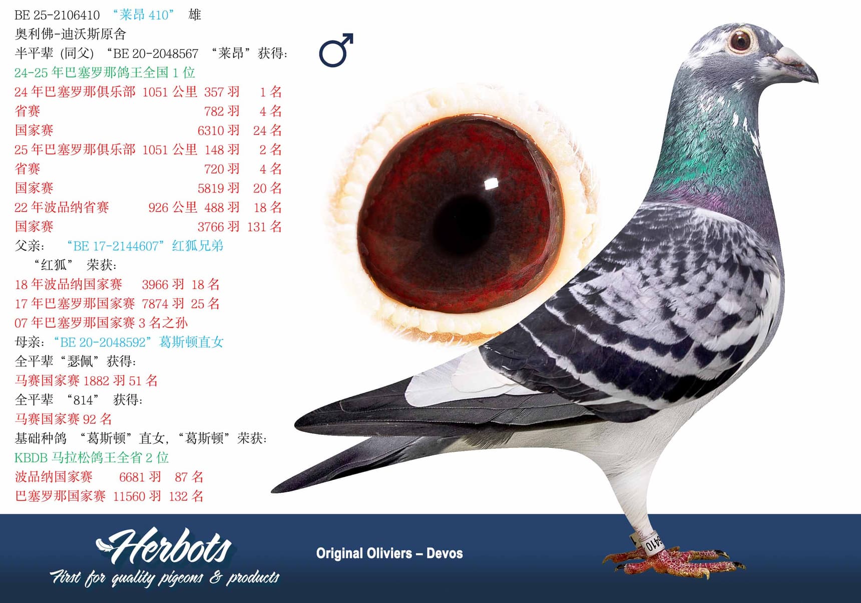 pigeon: undefined