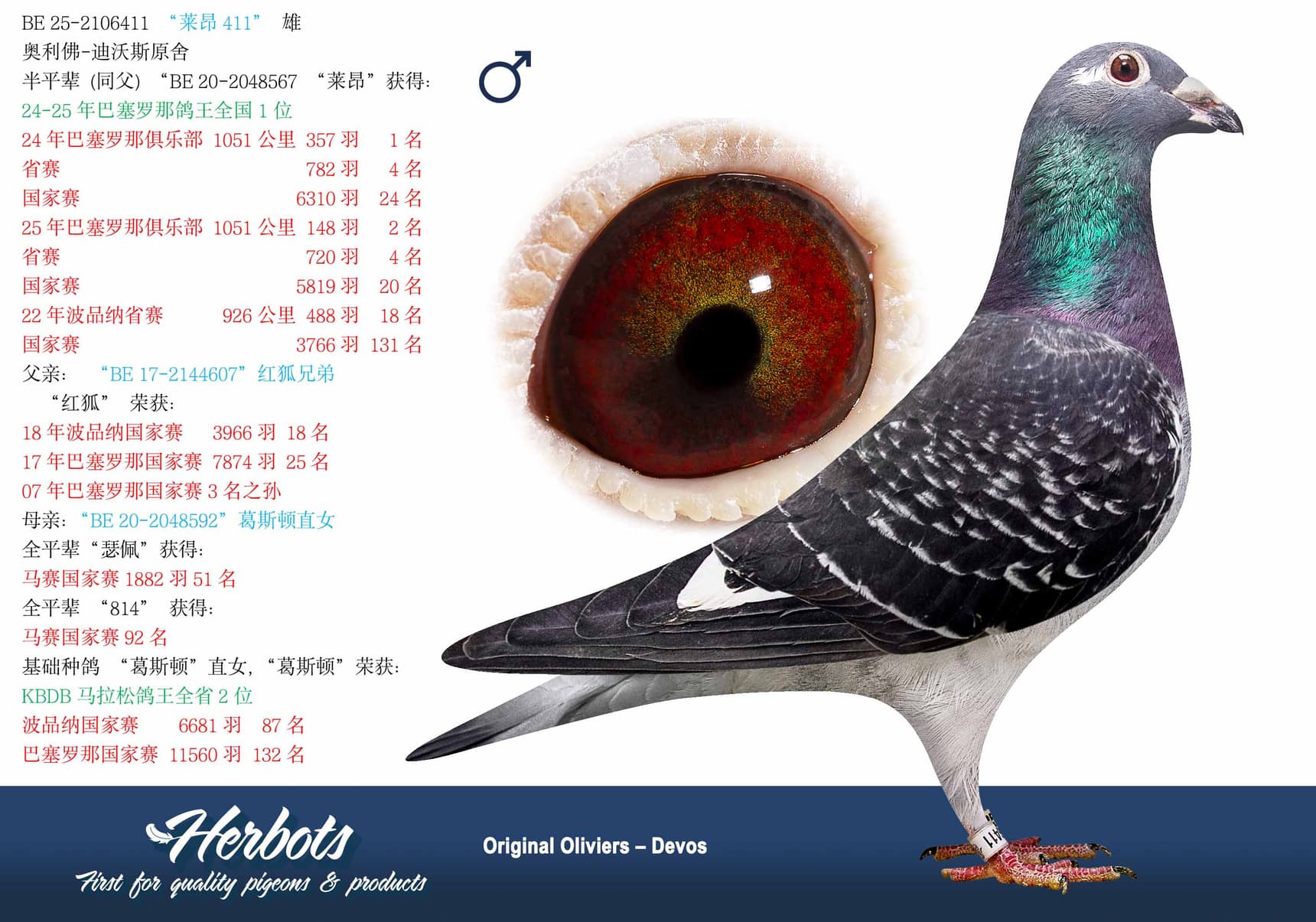 pigeon: undefined