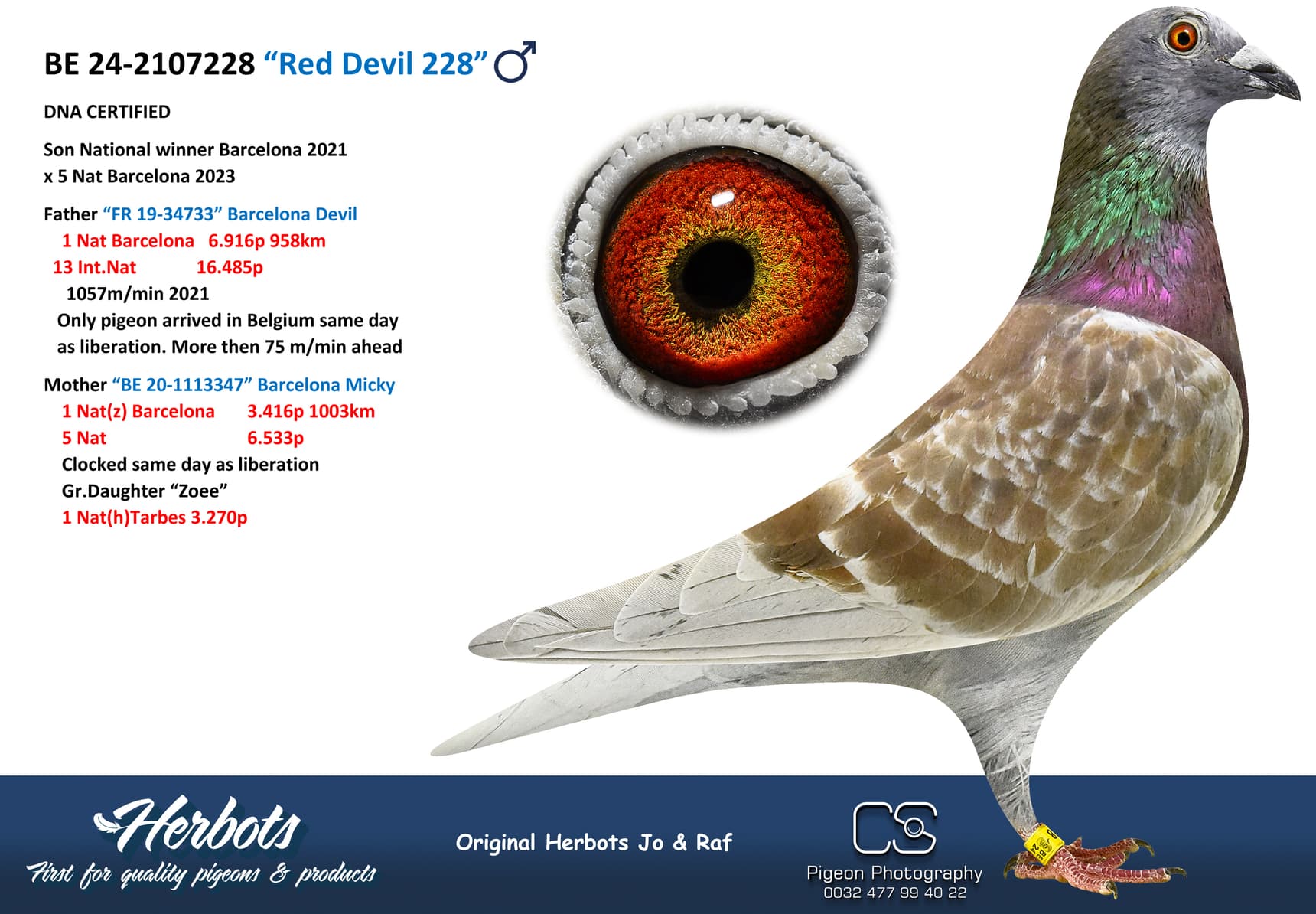 pigeon: undefined