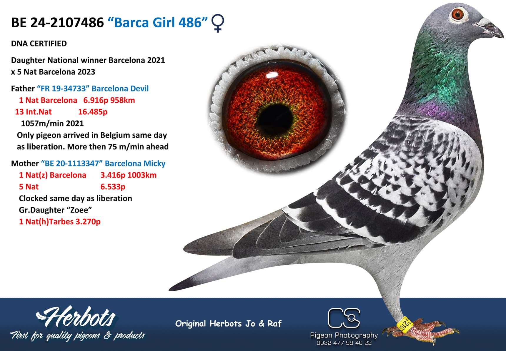 pigeon: undefined
