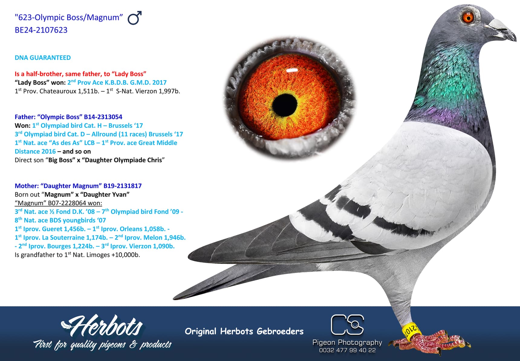 pigeon: undefined