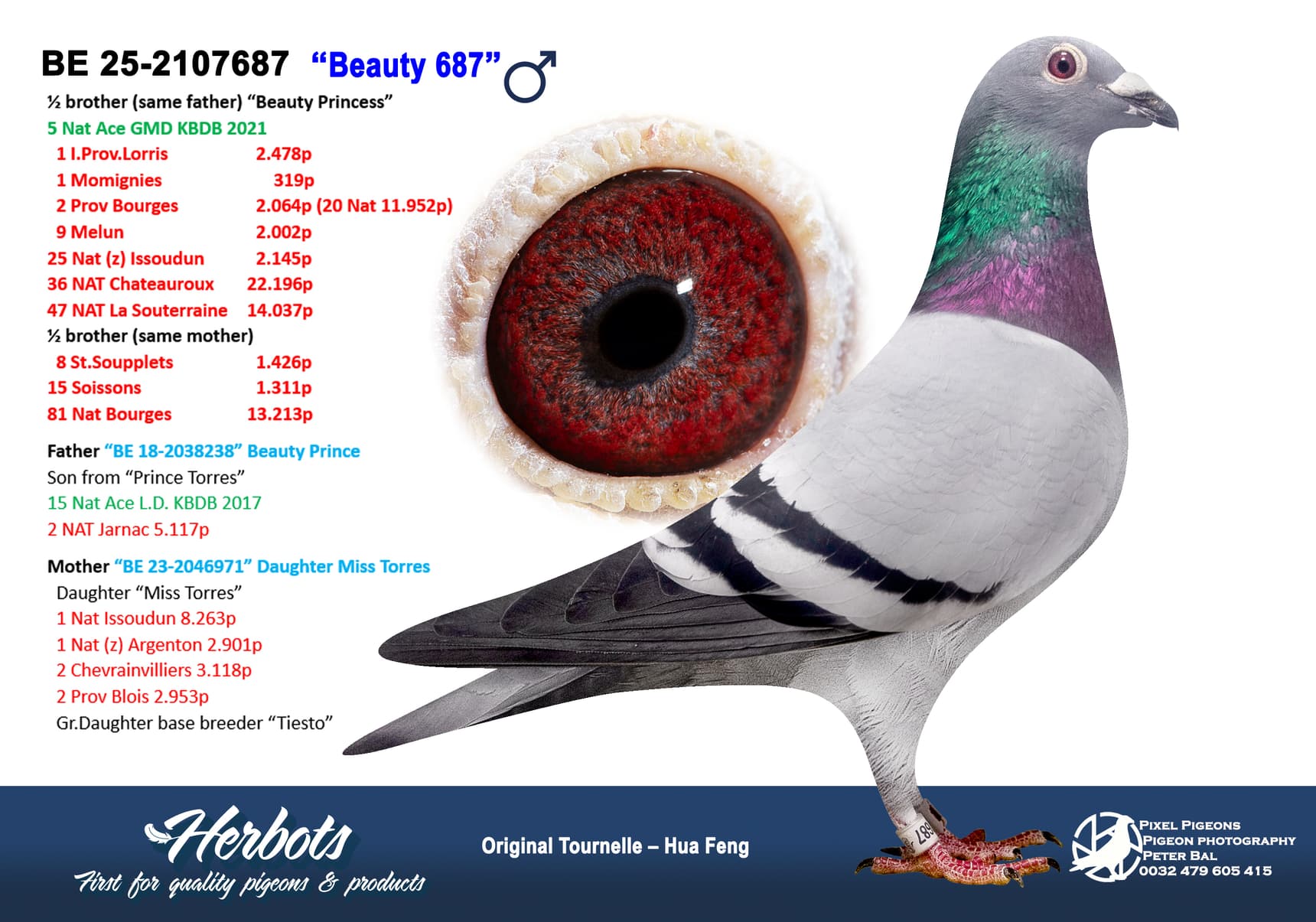 pigeon: undefined