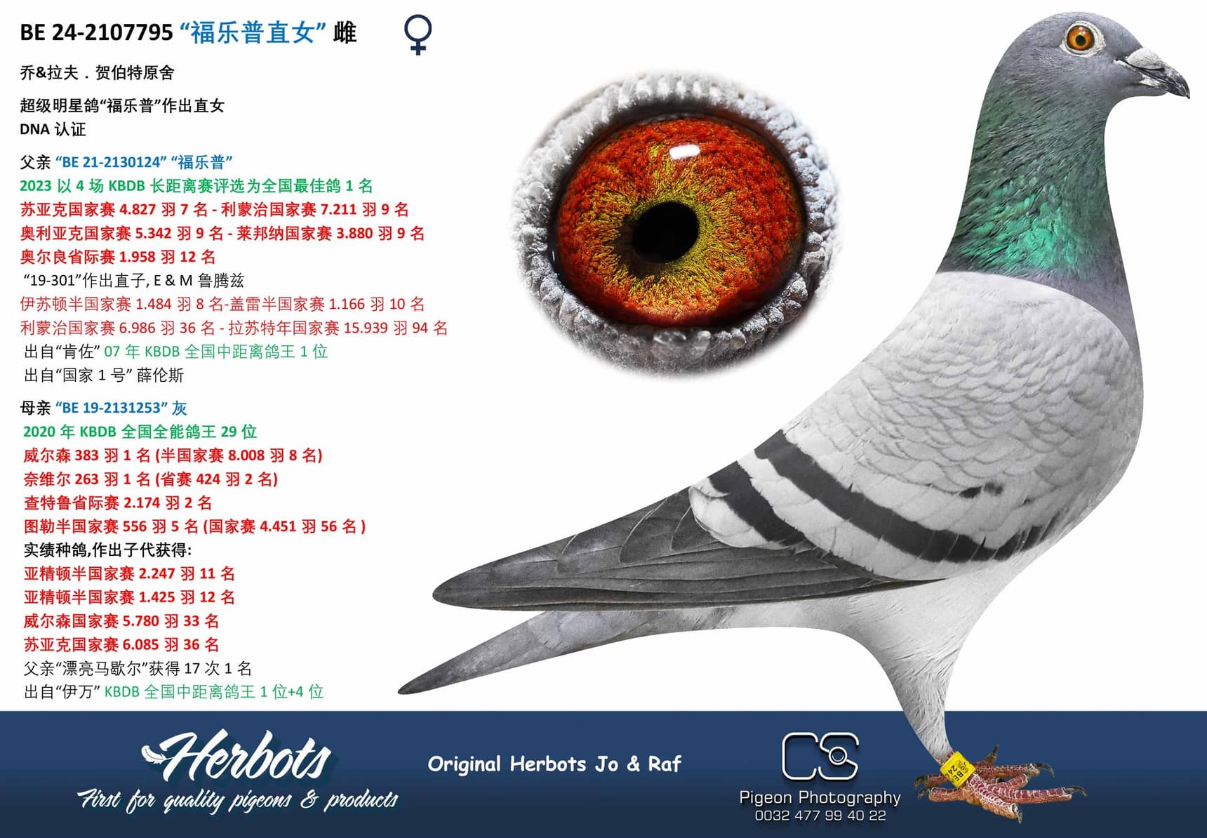 pigeon: undefined