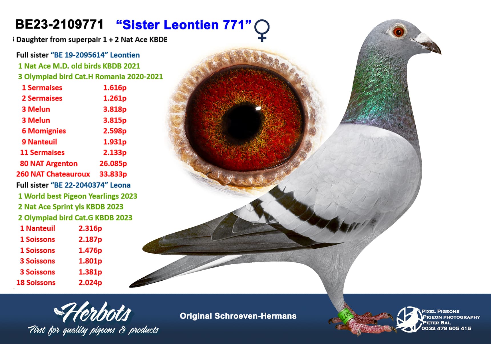 pigeon: undefined