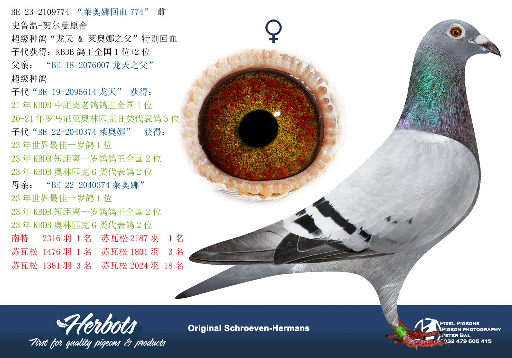 pigeon: “莱奥娜回血774”