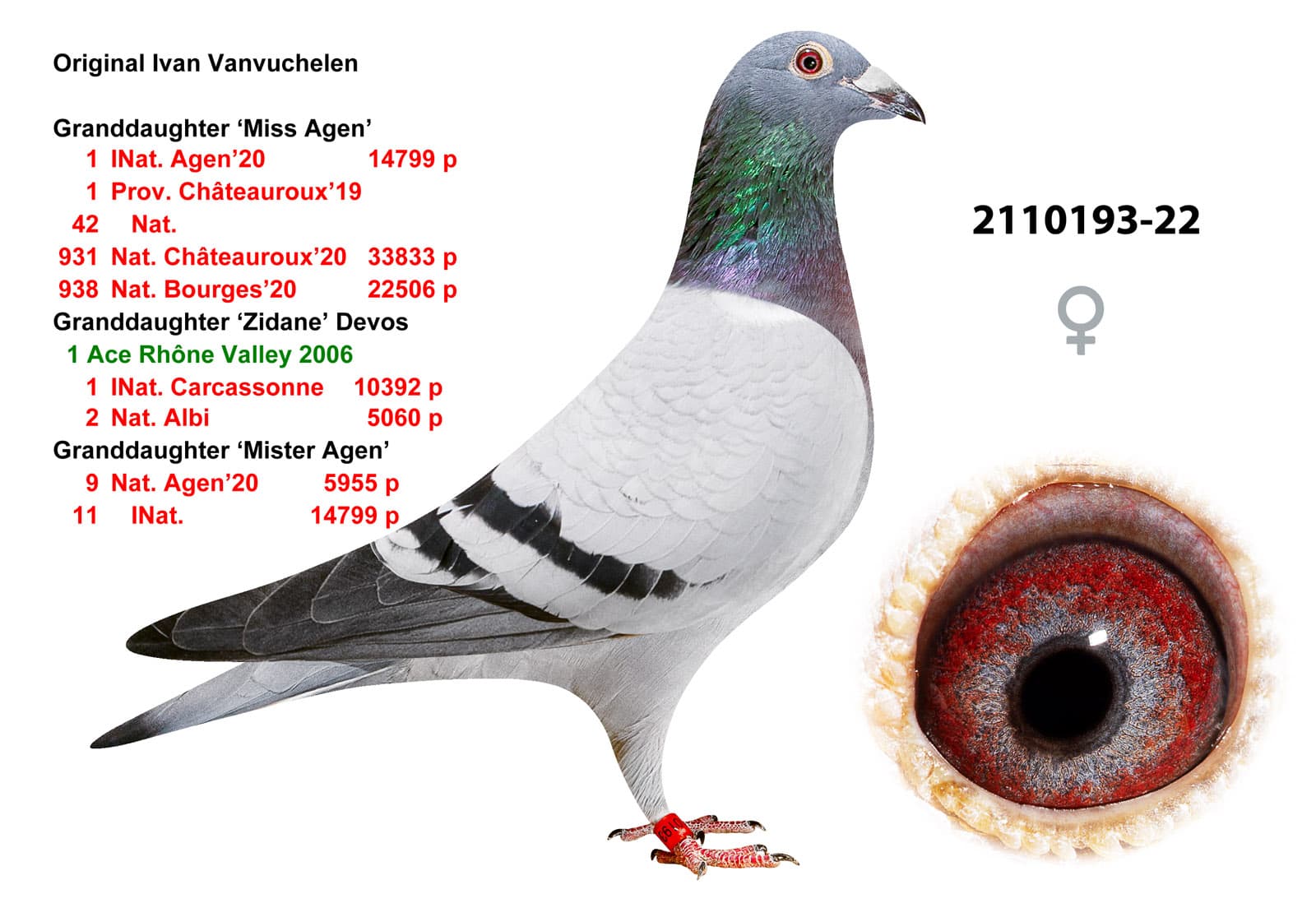 pigeon: undefined