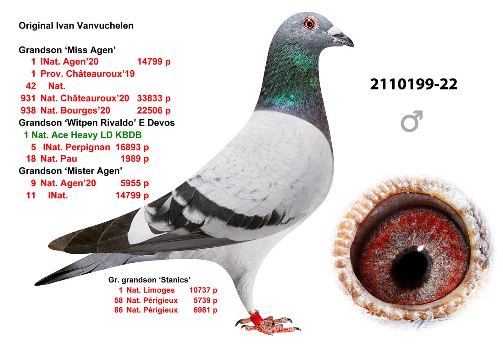 pigeon: undefined