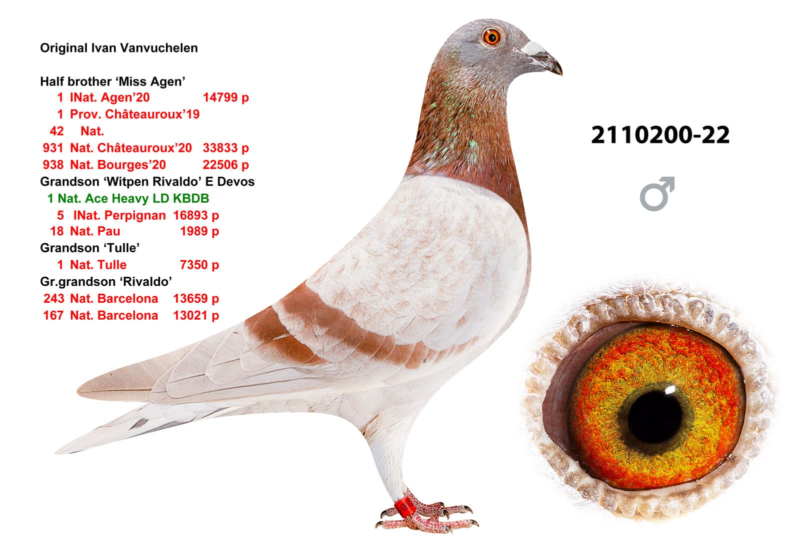 pigeon: undefined
