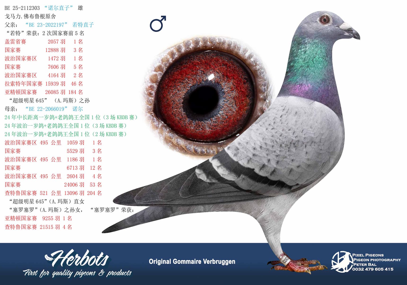 pigeon: undefined