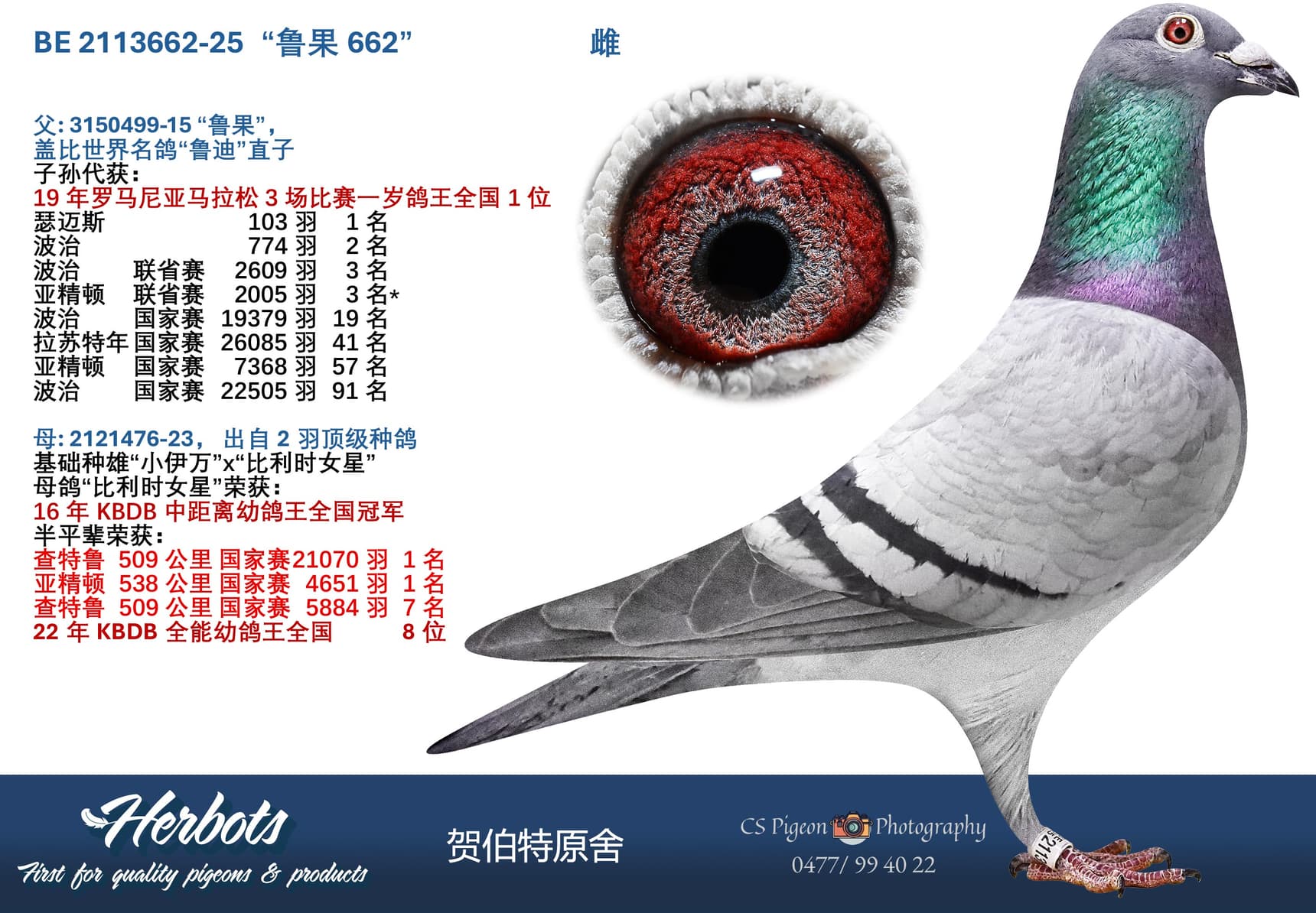 pigeon: undefined