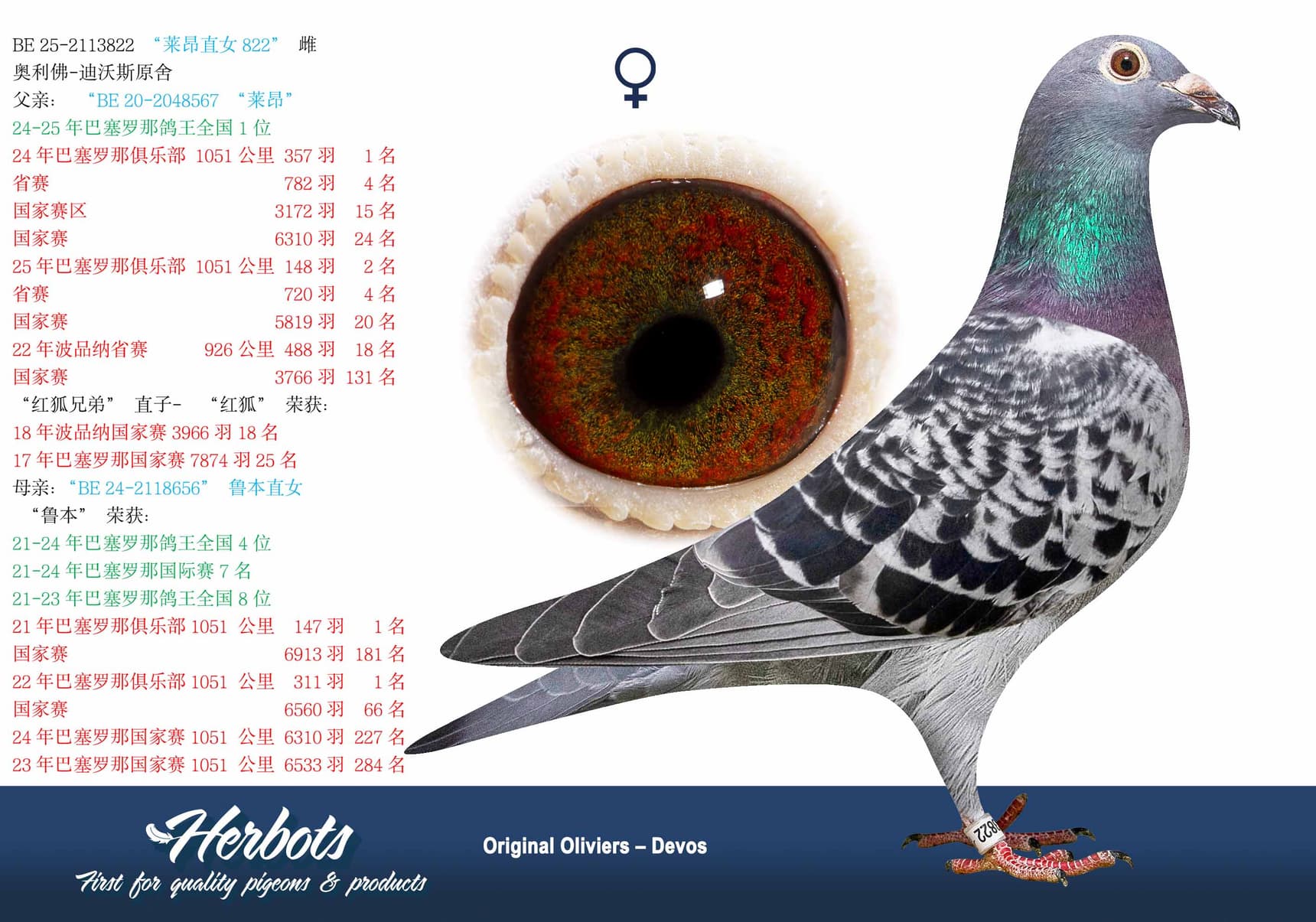 pigeon: undefined