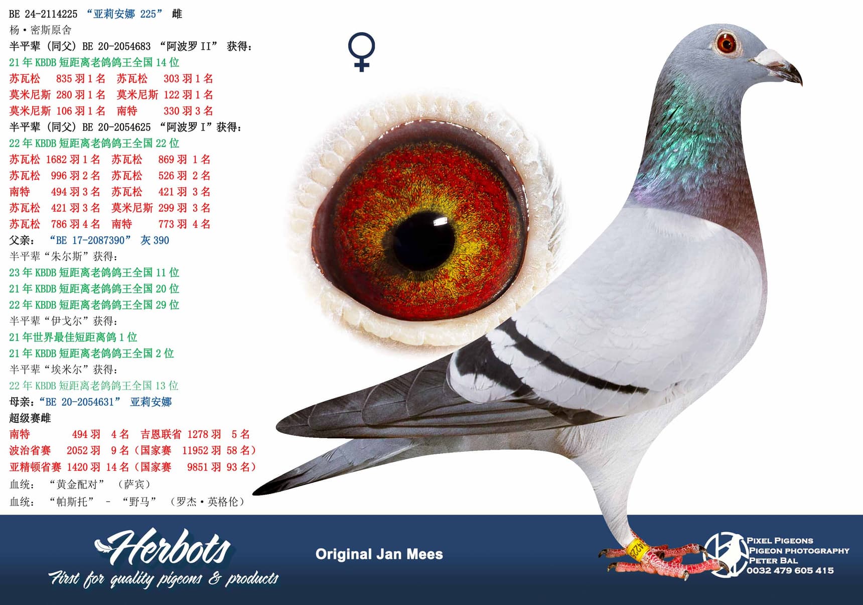 pigeon: undefined