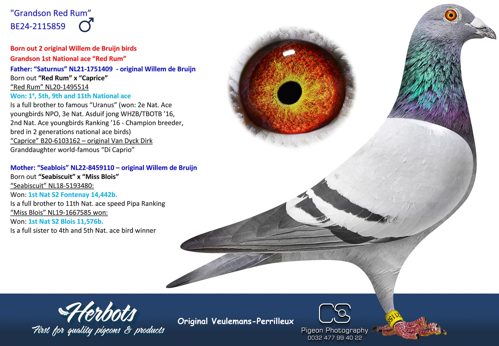pigeon: undefined