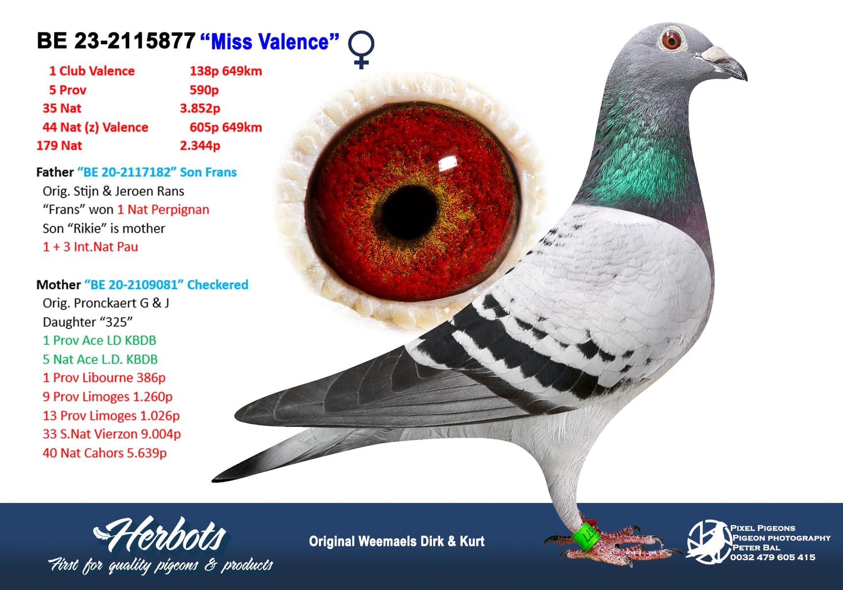 pigeon: undefined