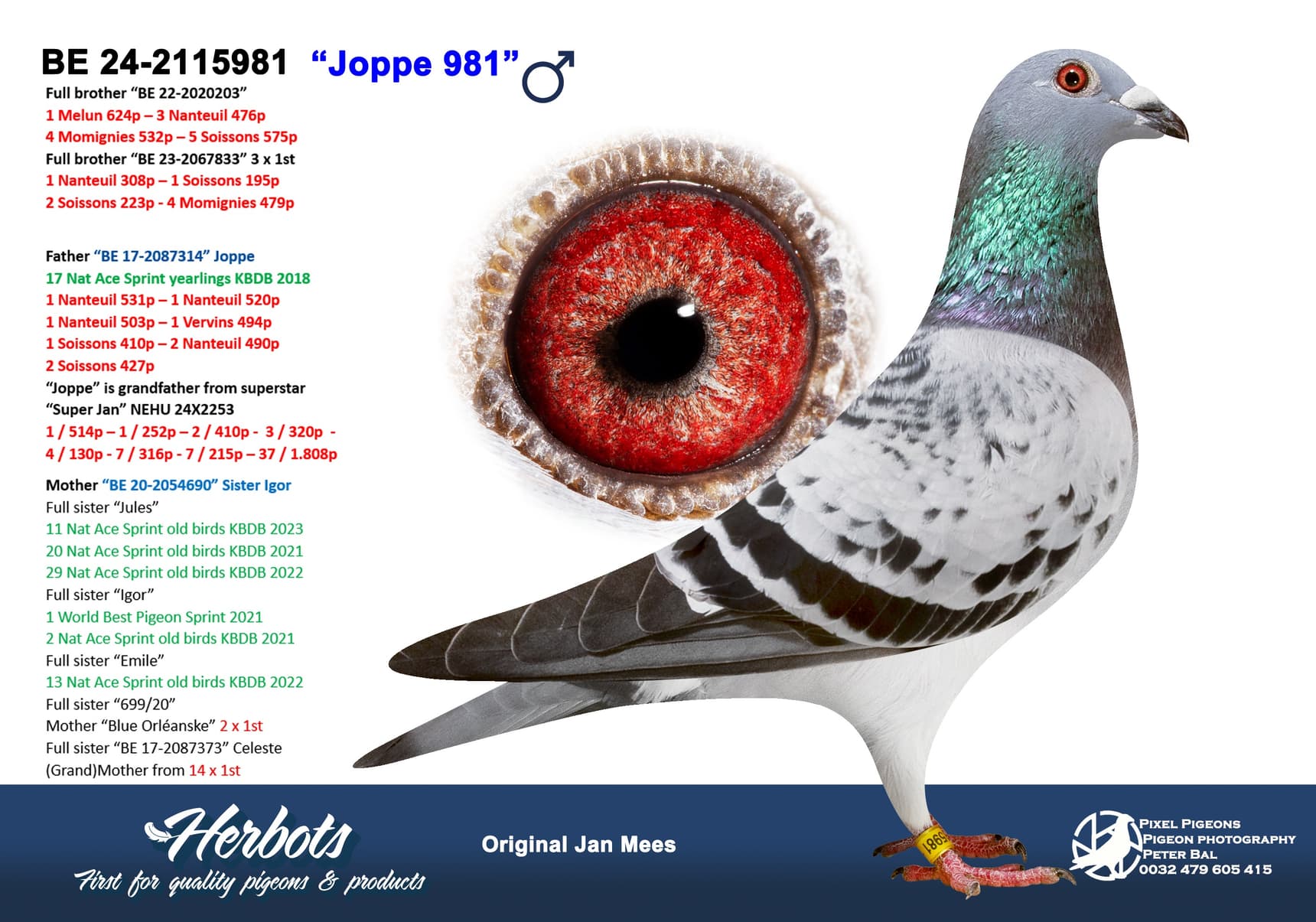 pigeon: undefined