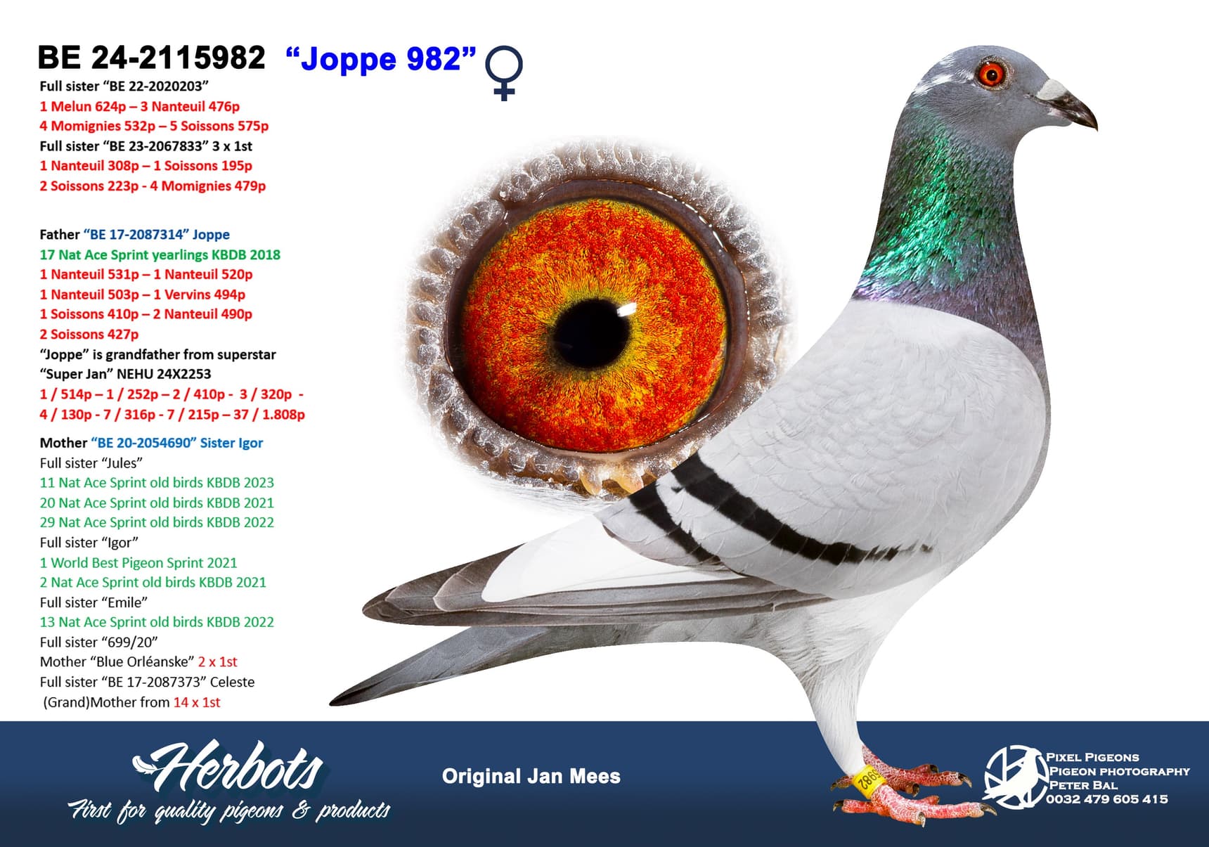 pigeon: undefined