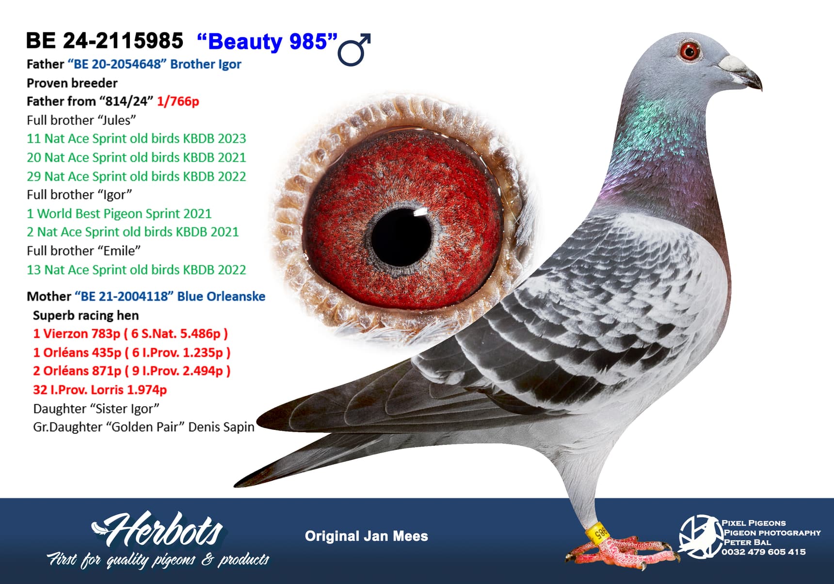 pigeon: undefined