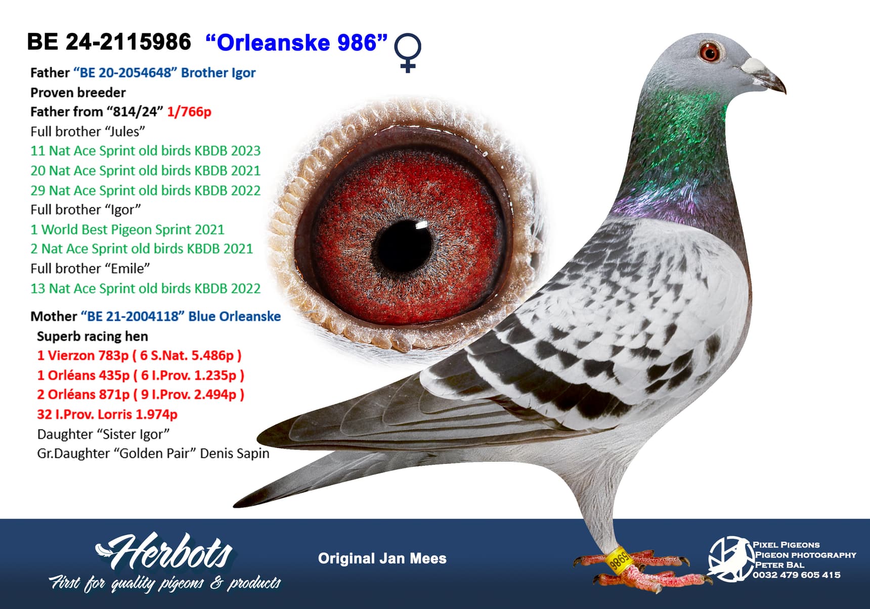 pigeon: undefined