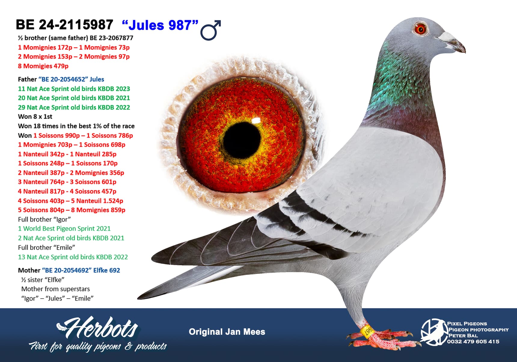 pigeon: undefined