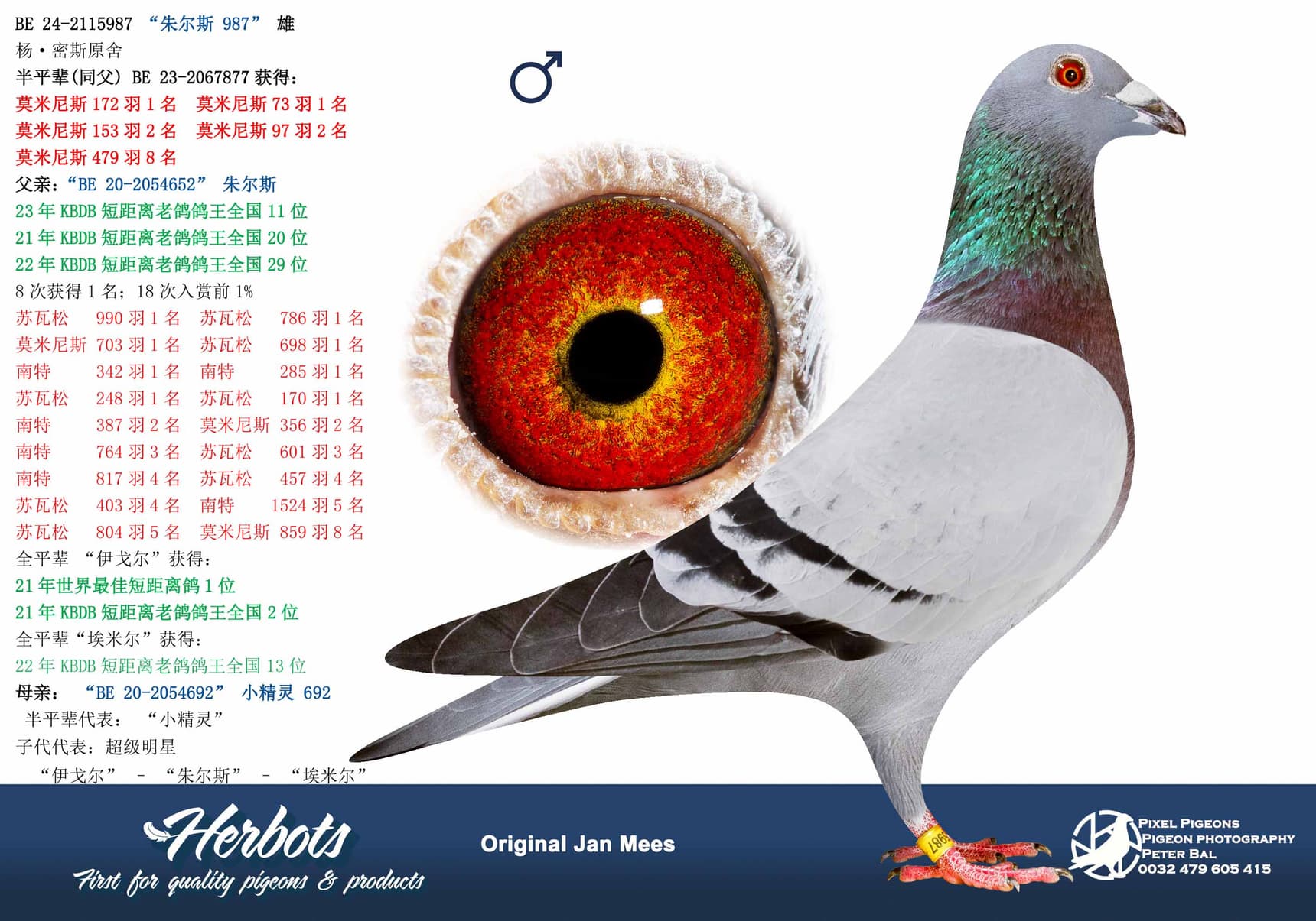 pigeon: undefined