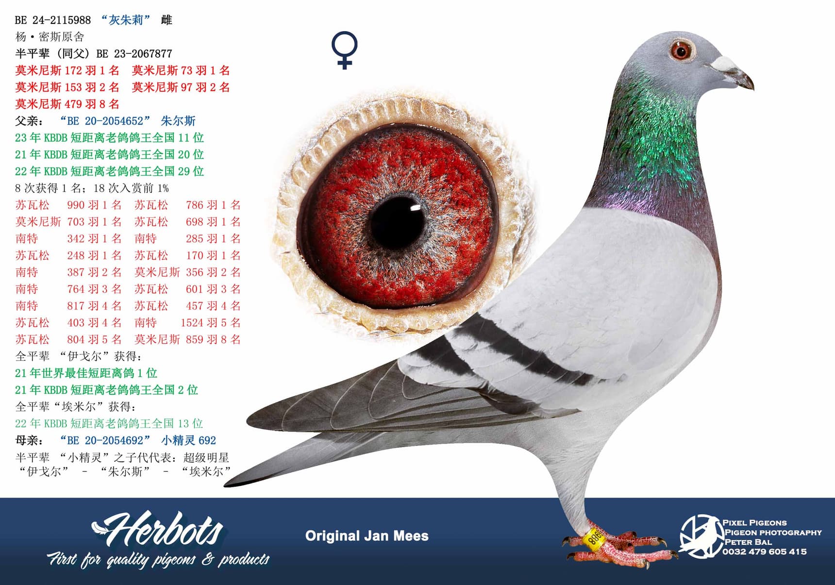 pigeon: undefined