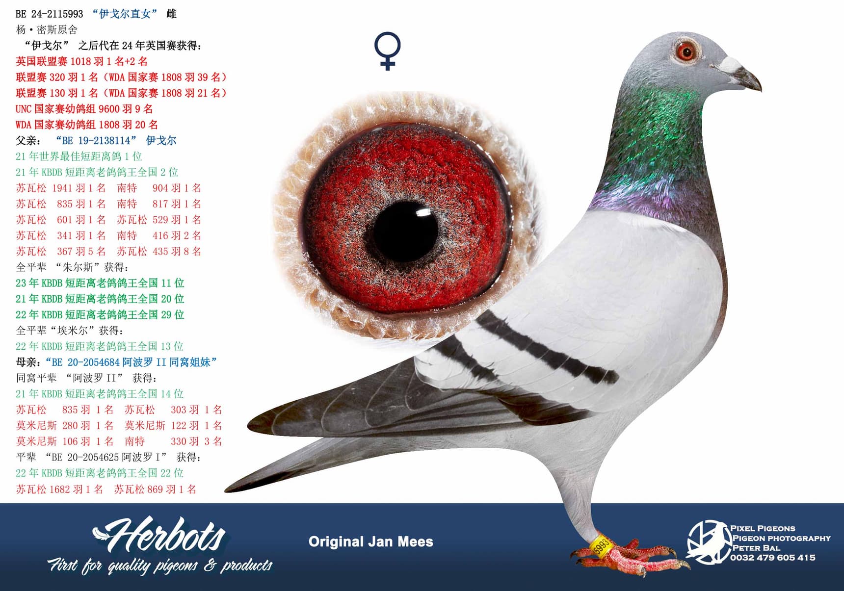 pigeon: undefined