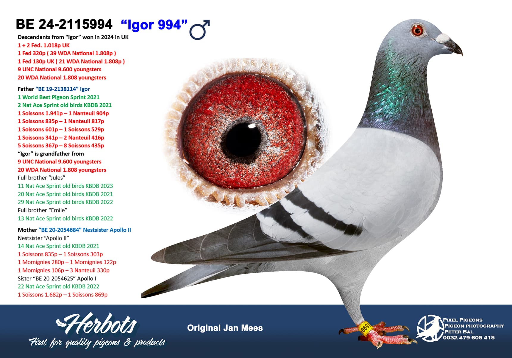pigeon: undefined