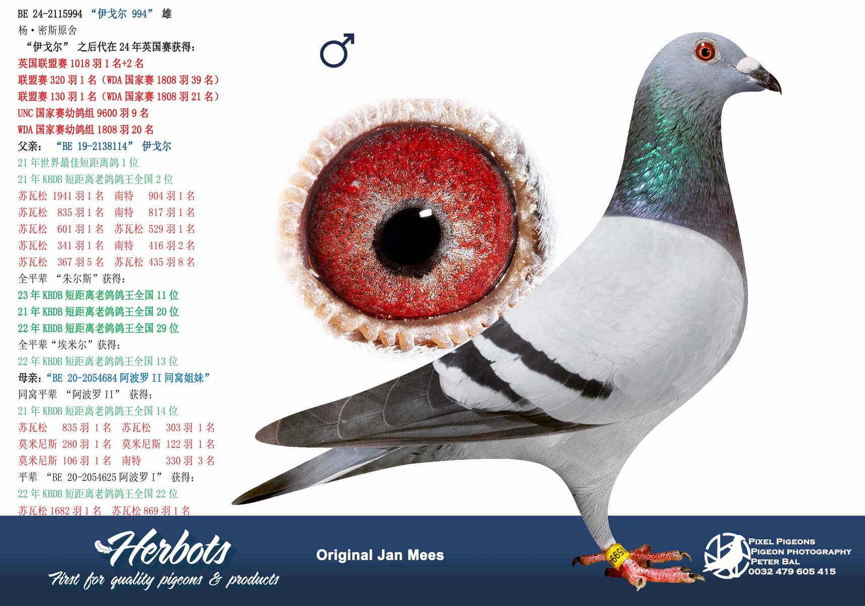 pigeon: undefined